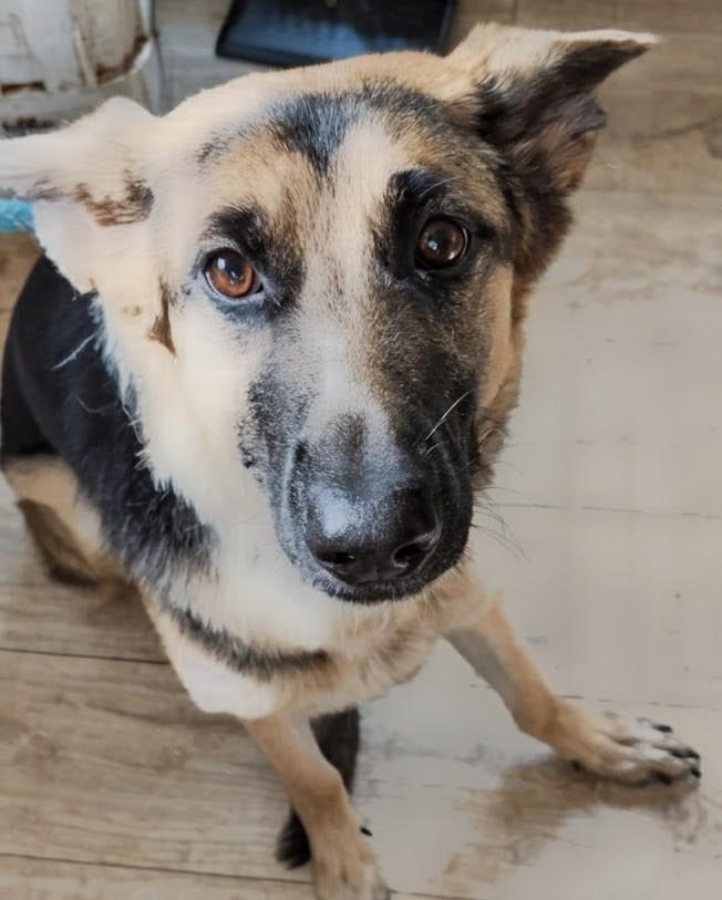 Kaia, an adopted German Shepherd Dog in Brainerd, MN image 2/5