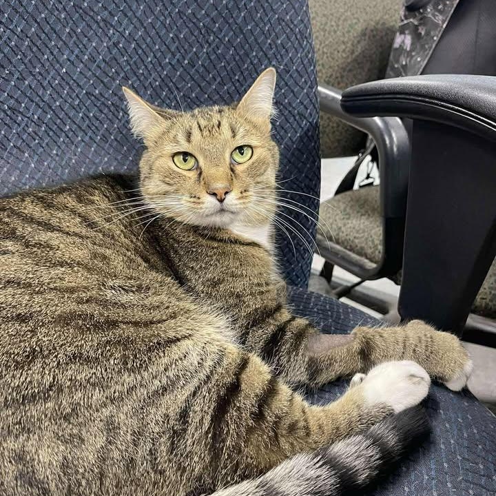 Twiggy, adopted, Senior Male Domestic Short Hair.