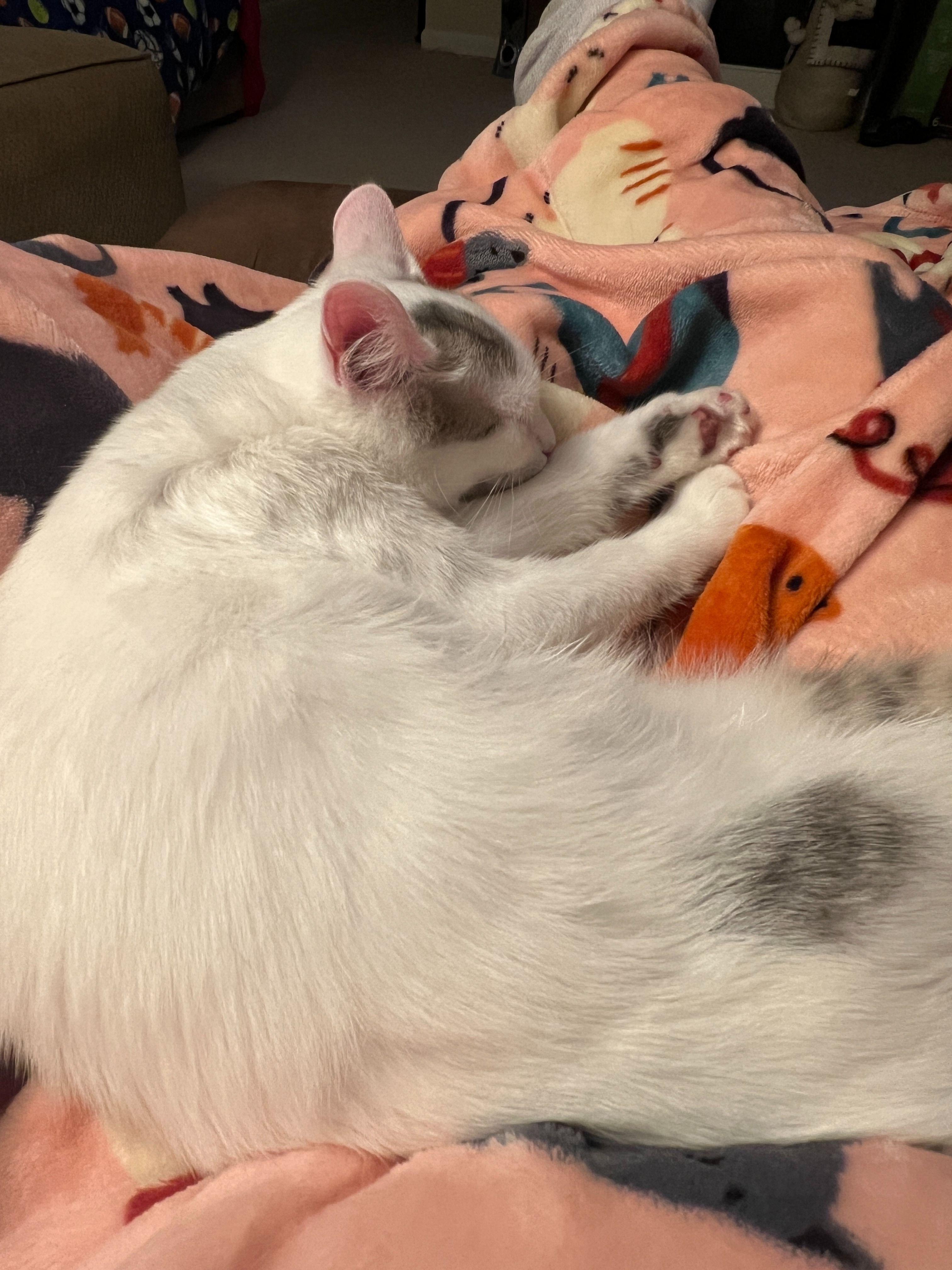 Enlarge Miss Bella, an adoptable mixed breed in Hickory, NC image 4/4