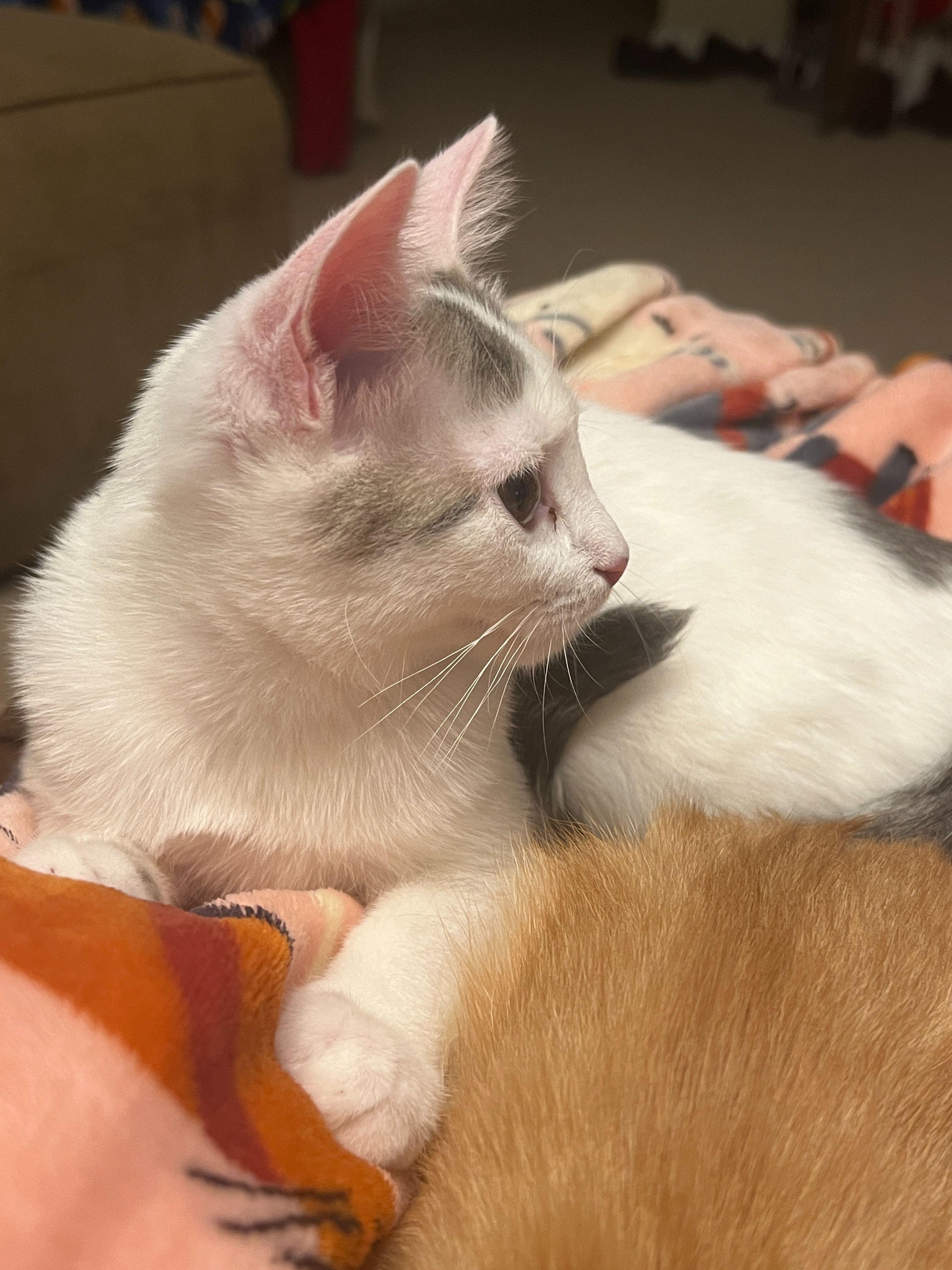 Enlarge Miss Bella, an adoptable mixed breed in Hickory, NC image 3/4