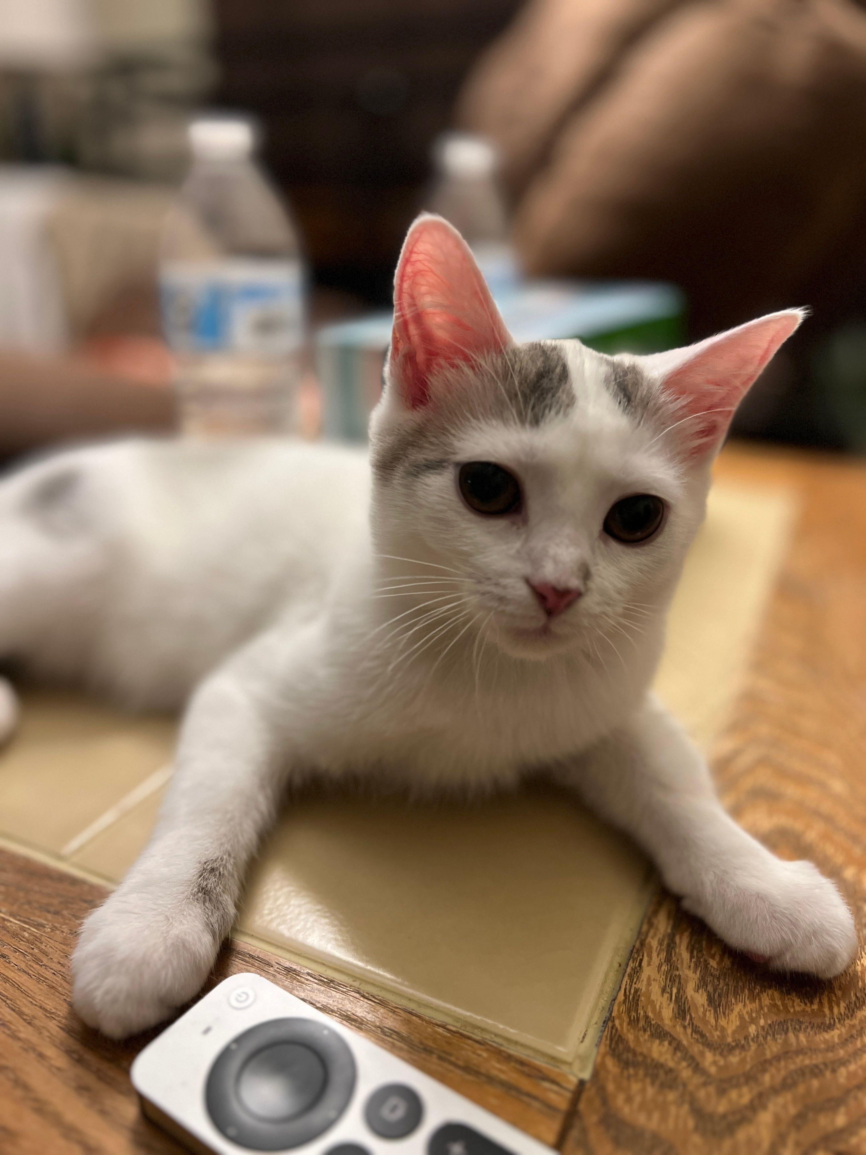 Enlarge Miss Bella, an adoptable mixed breed in Hickory, NC image 1/4