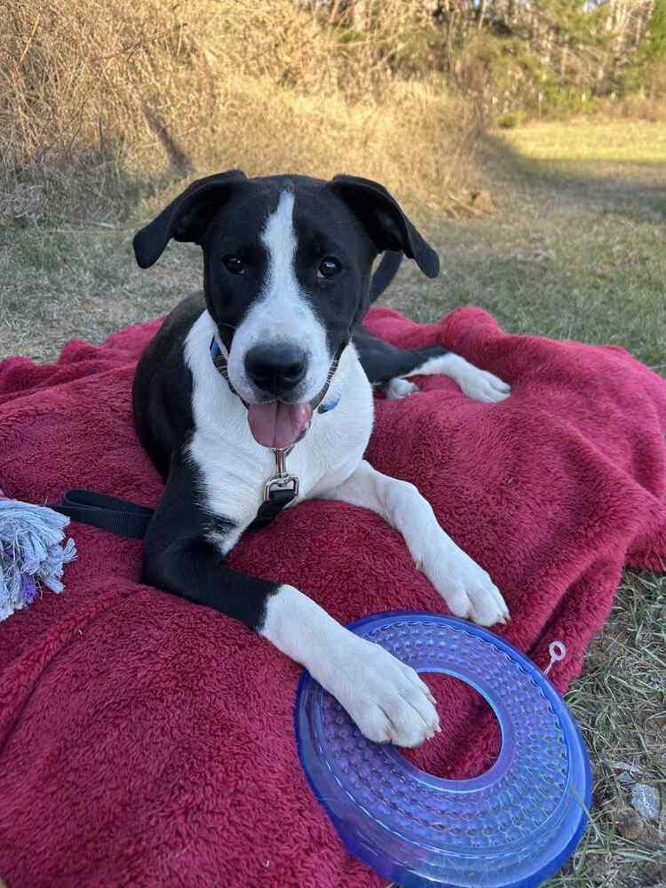 Enlarge Luke Bow, a Adoptable mixed breed in Boston, MA image 1/6