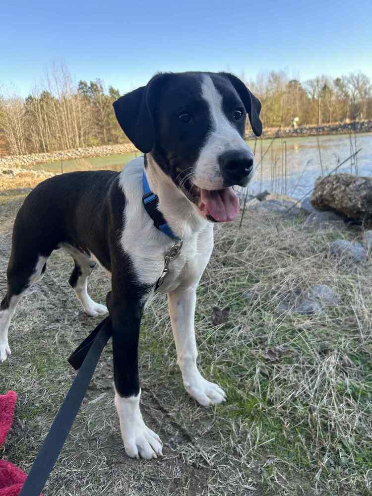 Enlarge Luke Bow, a Adoptable mixed breed in Boston, MA image 2/6