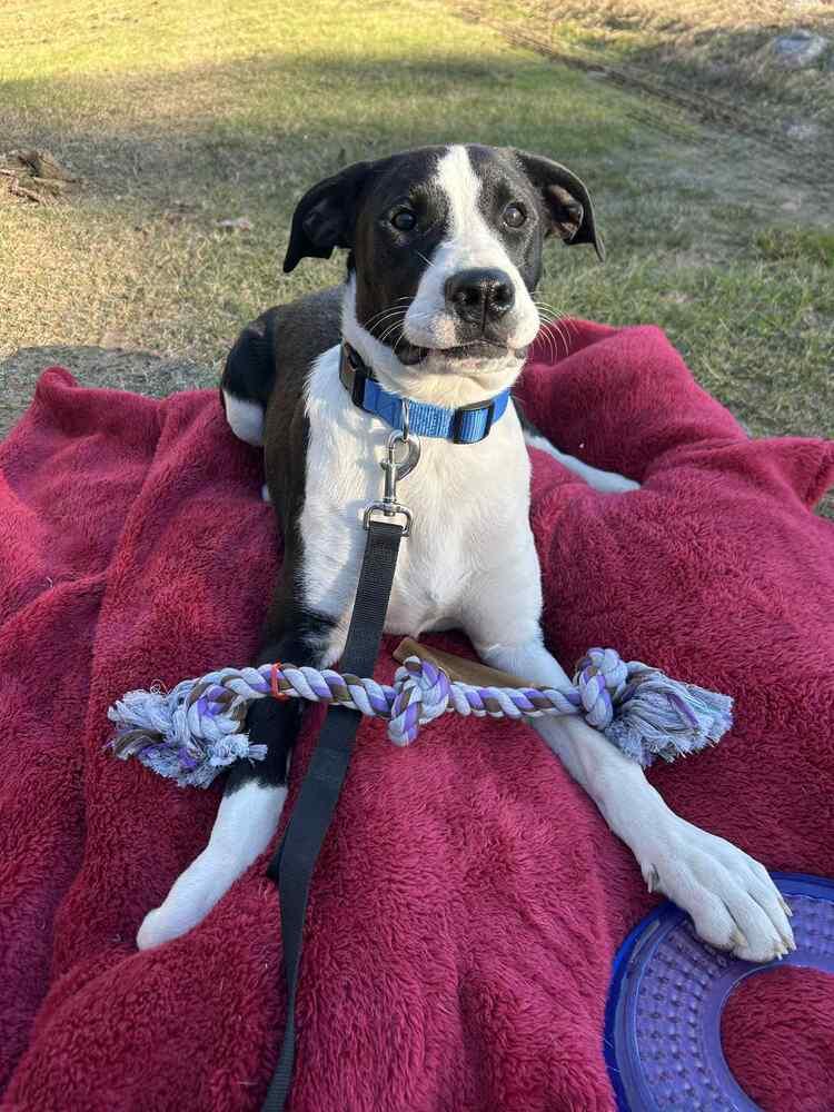 Enlarge Luke Bow, a Adoptable mixed breed in Boston, MA image 3/6
