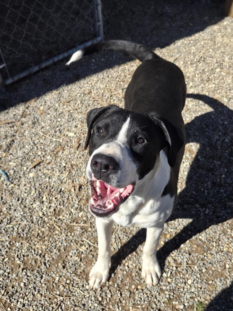 Enlarge Luke Bow, a Adoptable mixed breed in Boston, MA image 4/6