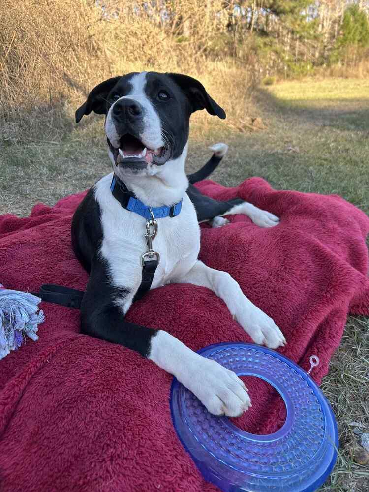 Enlarge Luke Bow, a Adoptable mixed breed in Boston, MA image 5/6