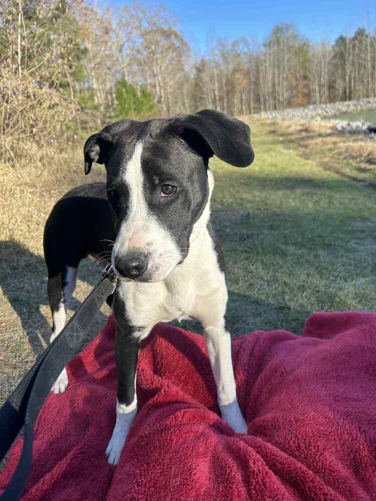 Enlarge Luke Bow, a Adoptable mixed breed in Boston, MA image 4/6