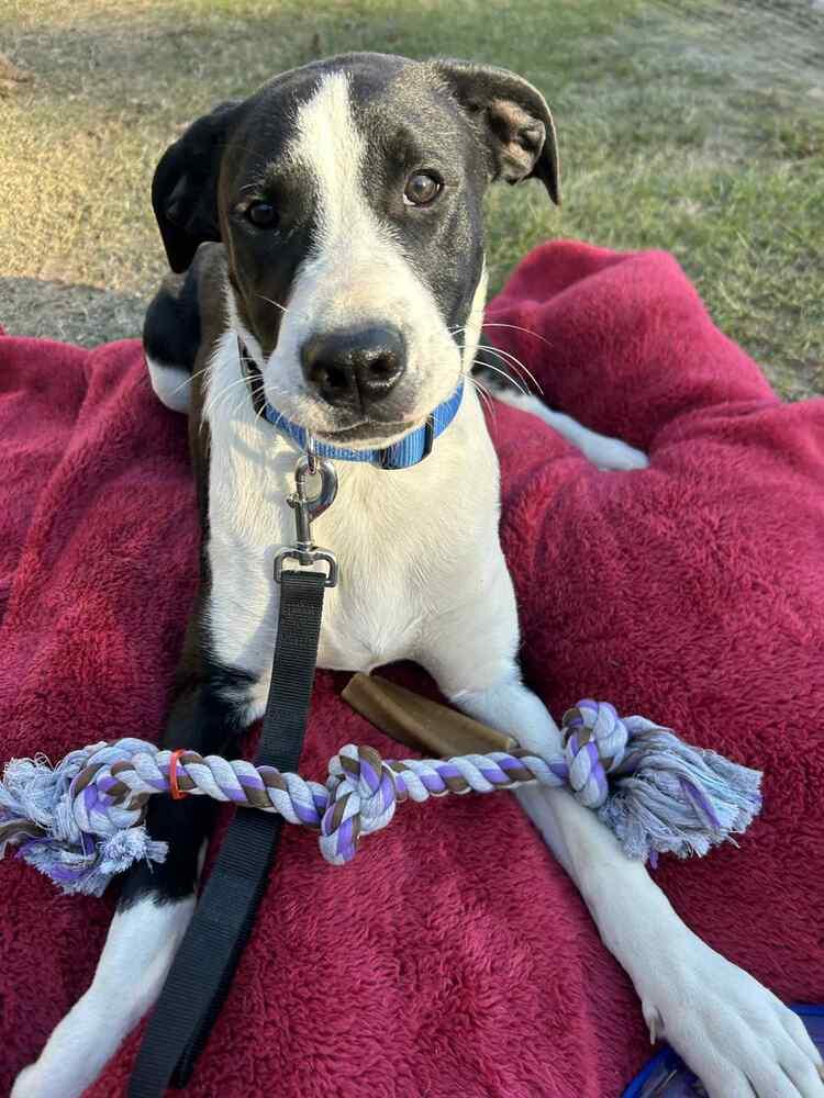 Enlarge Luke Bow, a Adoptable mixed breed in Boston, MA image 5/6