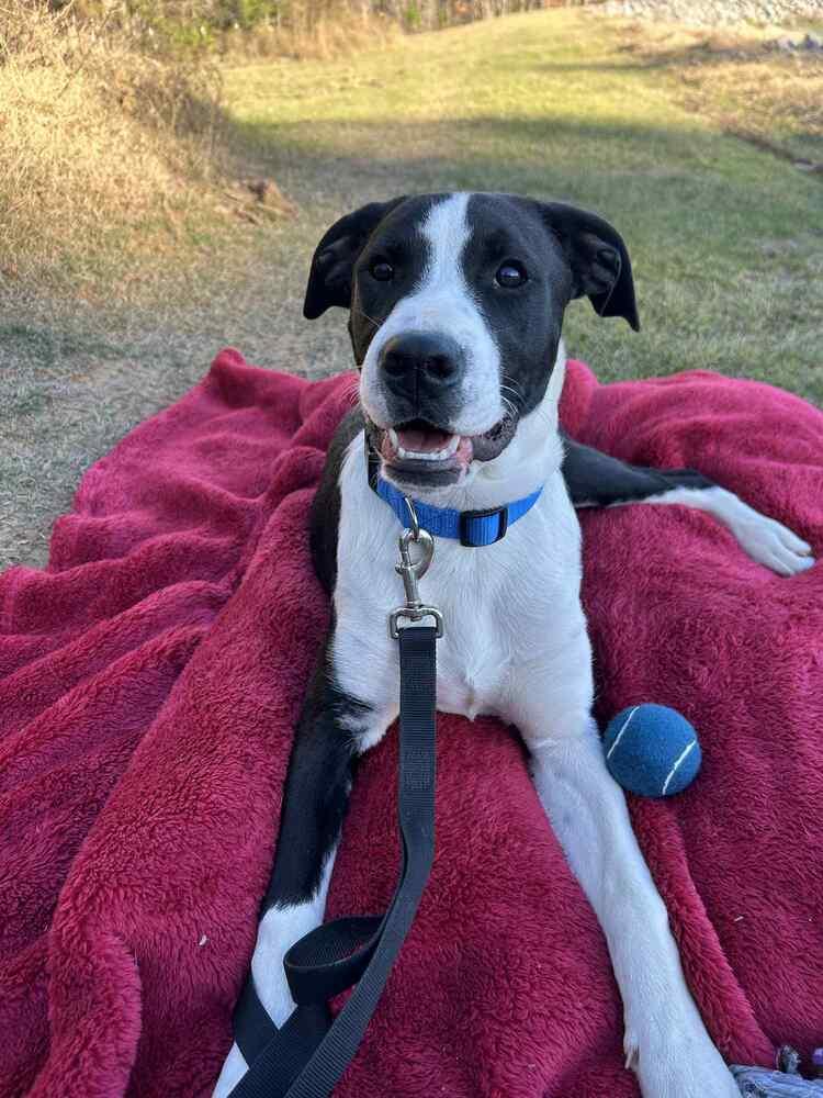Enlarge Luke Bow, a Adoptable mixed breed in Boston, MA image 6/6