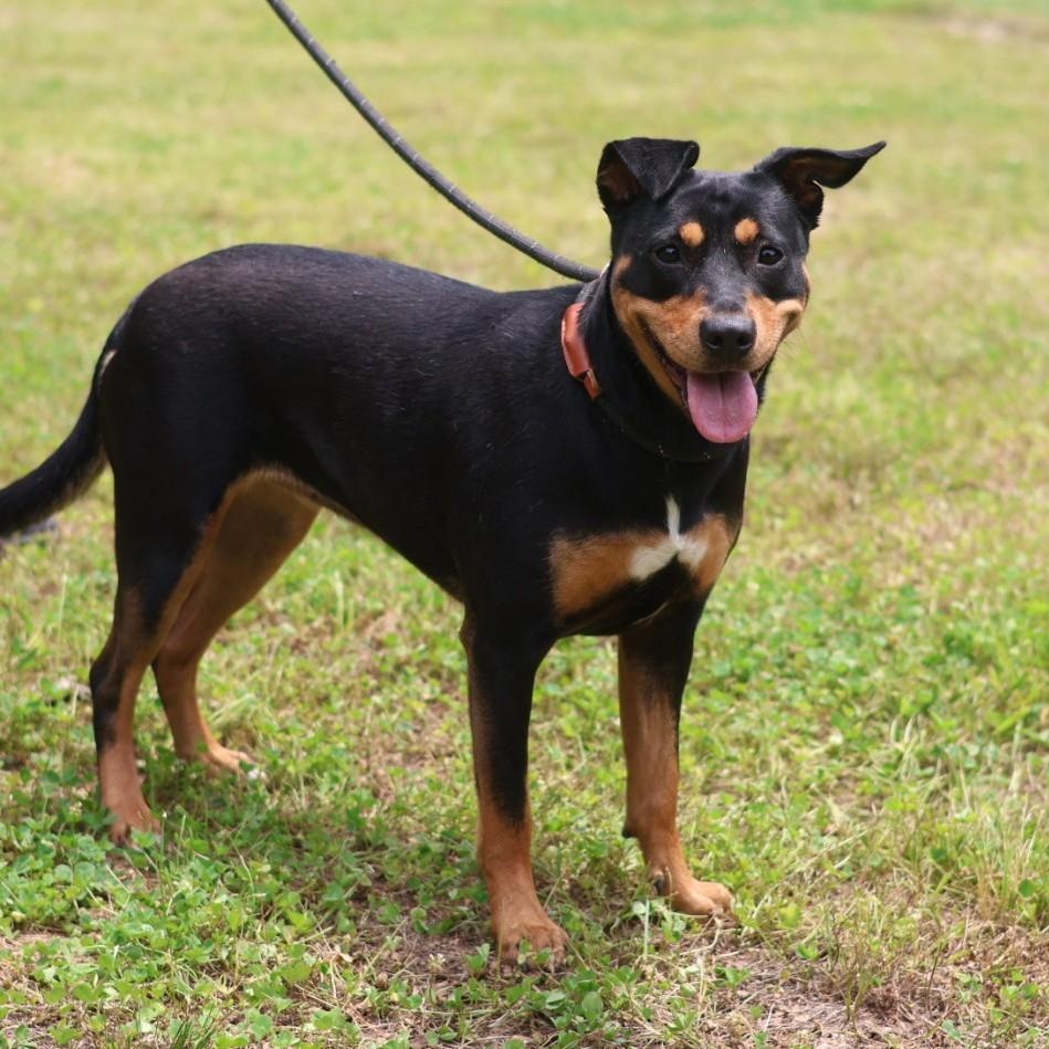 Minnie Pearl, adoptable, Young Female Terrier.