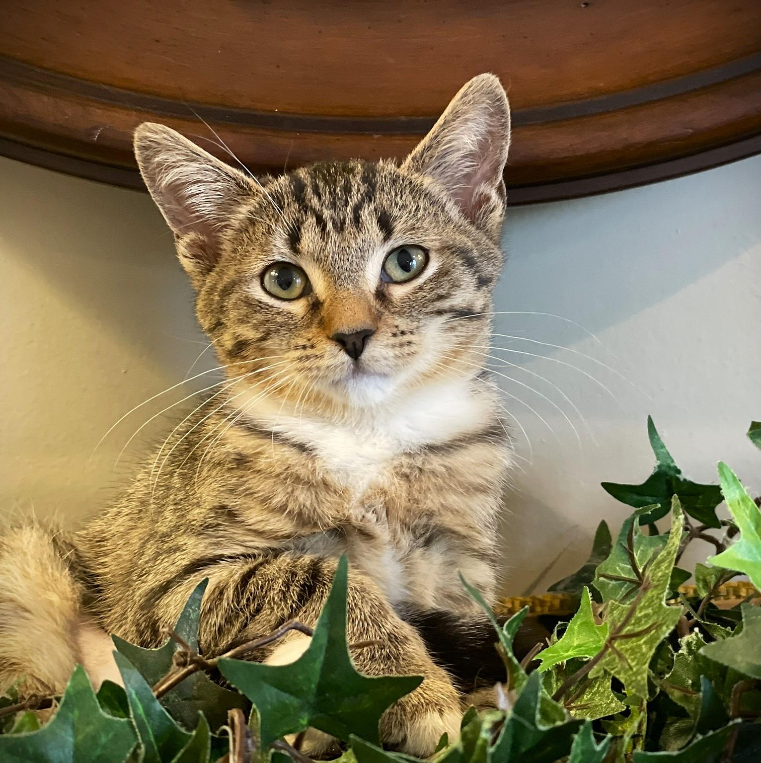Enlarge Sophie, a Adoptable Tabby in Taylor, MI image 3/5