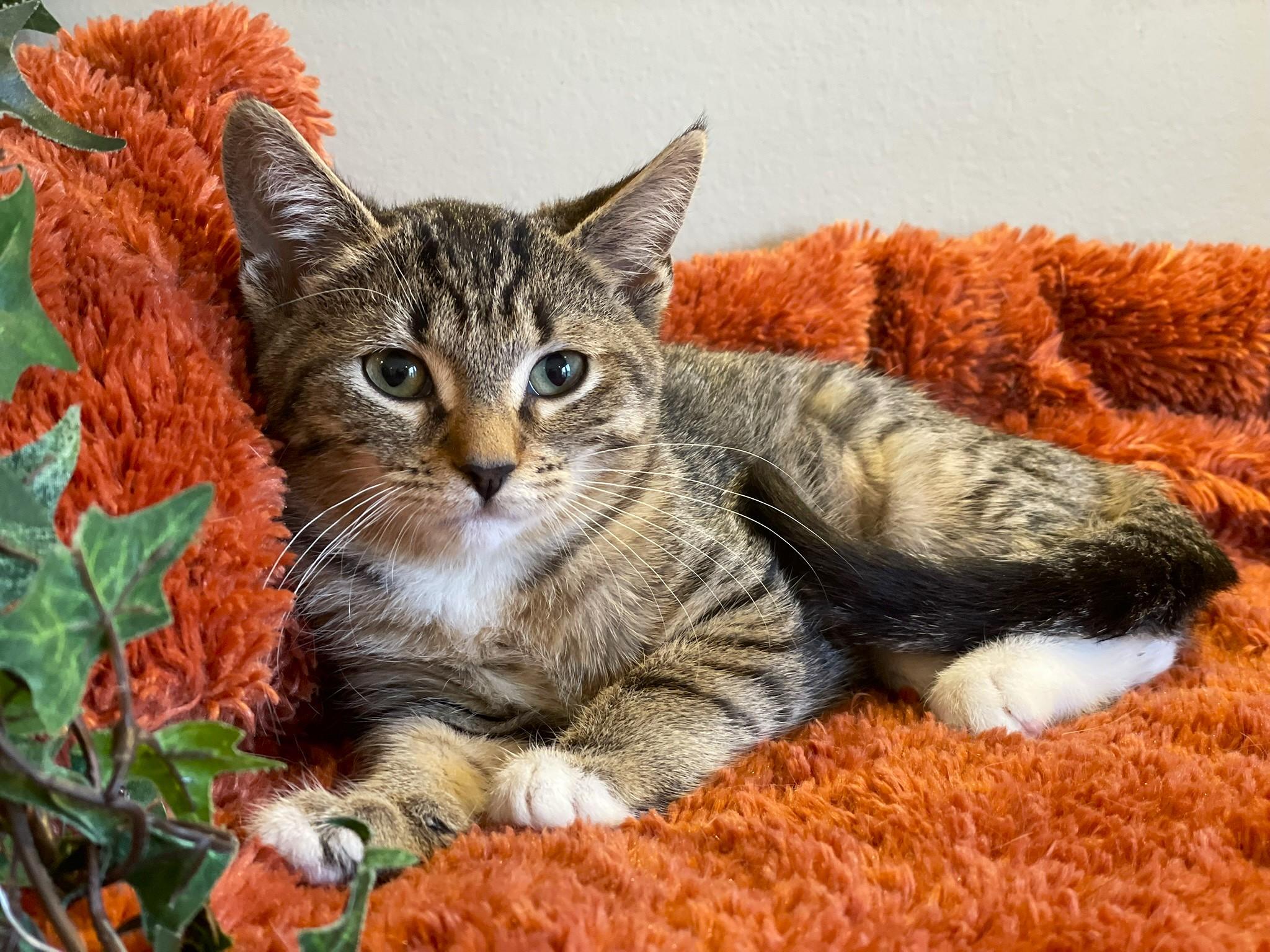 Enlarge Sophie, a Adoptable Tabby in Taylor, MI image 1/5