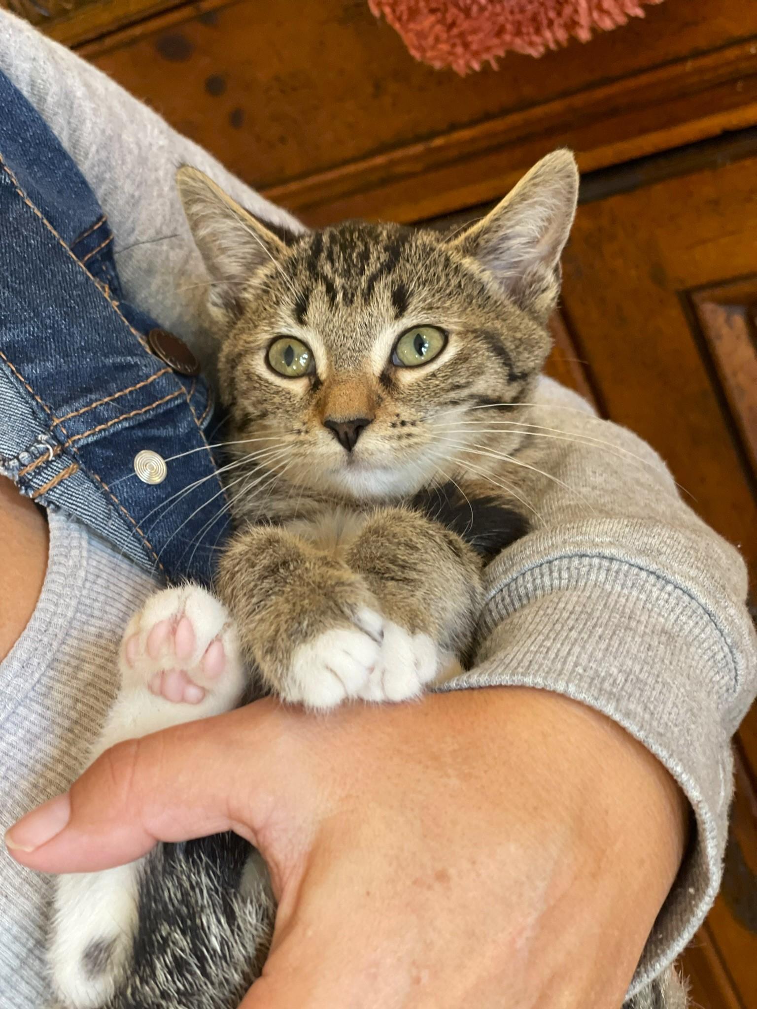 Enlarge Sophie, a Adoptable Tabby in Taylor, MI image 2/5