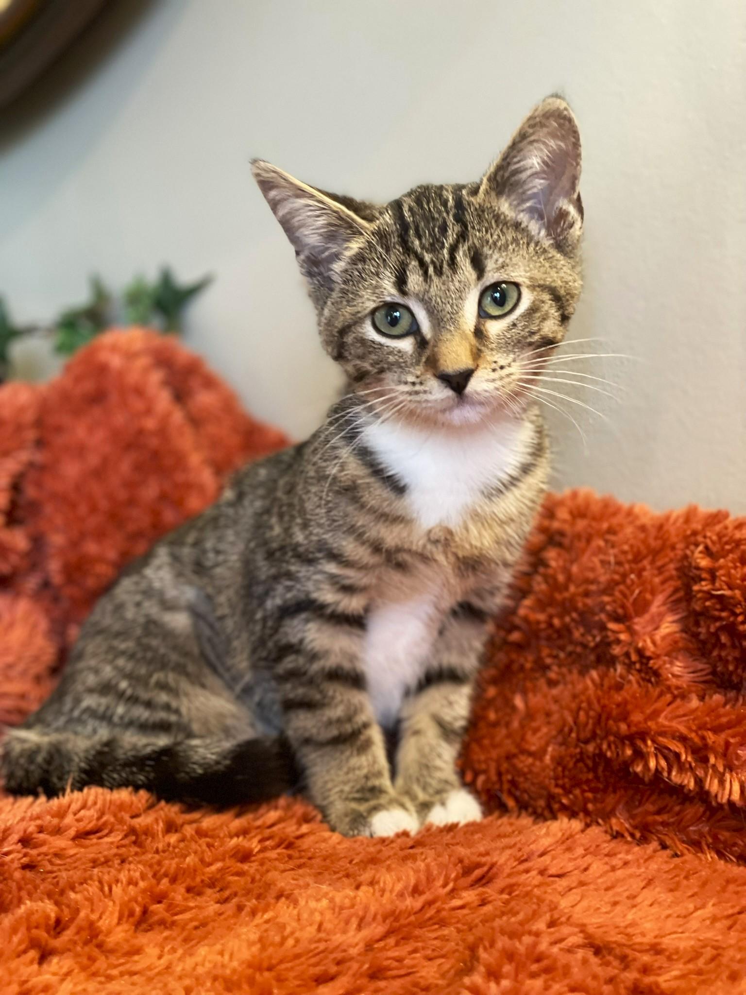 Enlarge Sophie, a Adoptable Tabby in Taylor, MI image 4/5