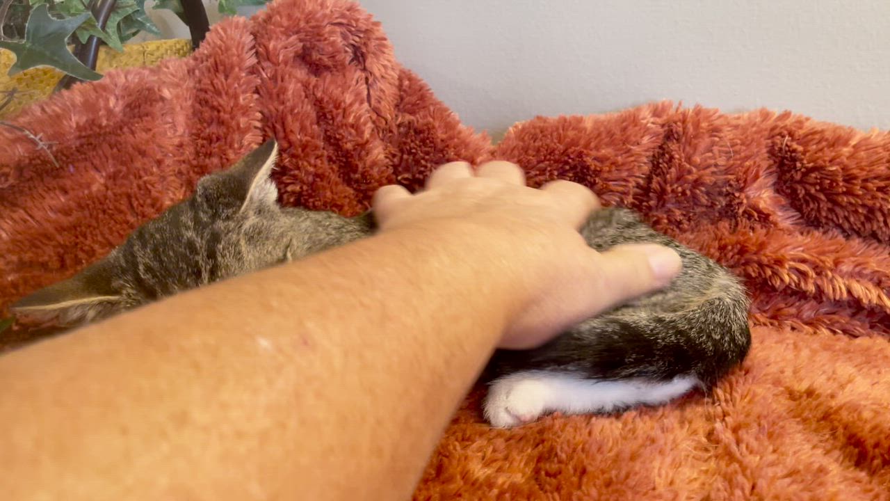 Enlarge Sophie, a Adoptable Tabby in Taylor, MI video 5/5