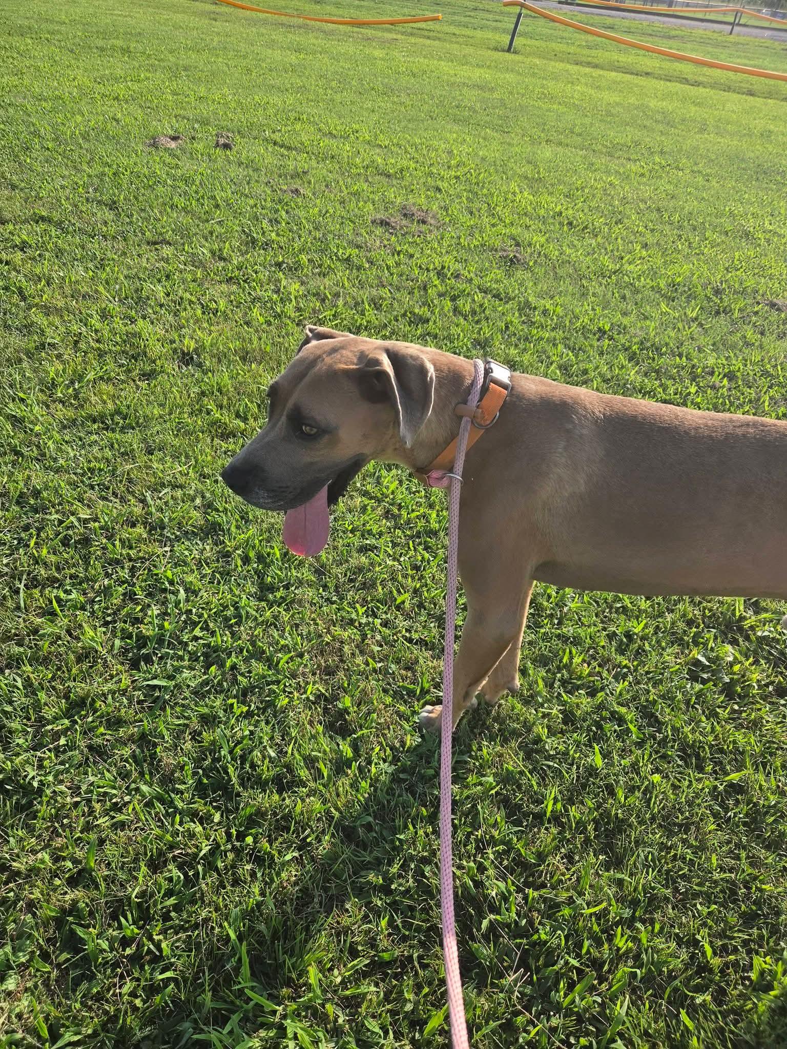 Axel, ADOPTABLE, Adult Male Great Dane.