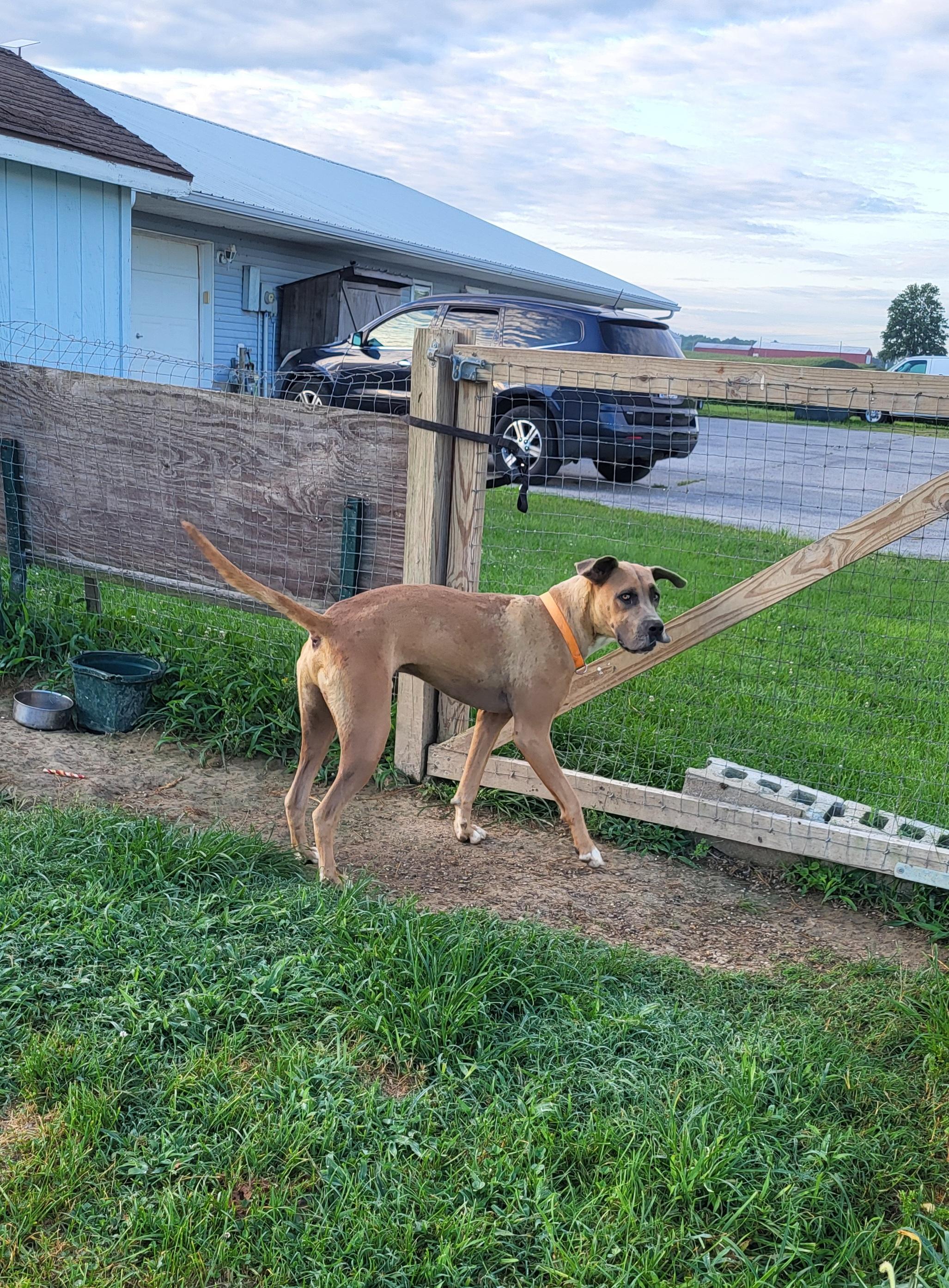 Enlarge Axel, a ADOPTABLE mixed breed in Petersburg, IN image 3/3