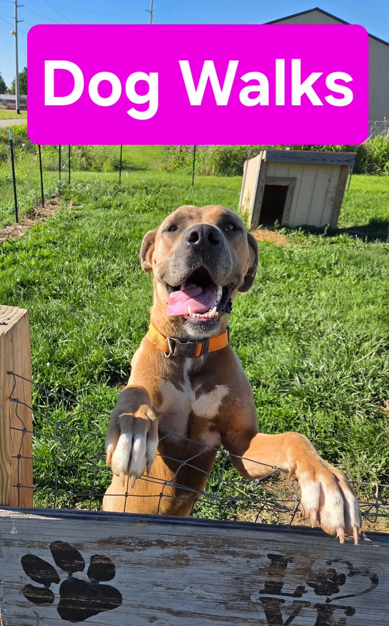 Enlarge Axel, a ADOPTABLE mixed breed in Petersburg, IN image 2/3