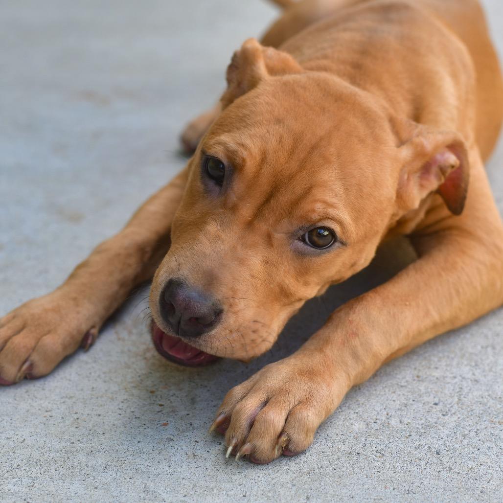 Bandit, Adoptable, Young Female Pit Bull Terrier.