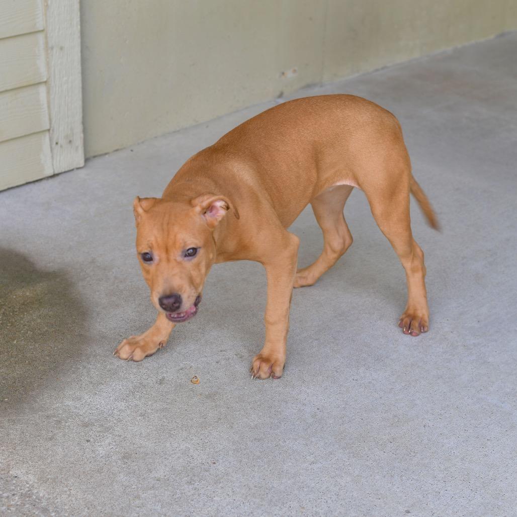 Bandit, a Adoptable Pit Bull Terrier in Ottawa, KS image 2/2