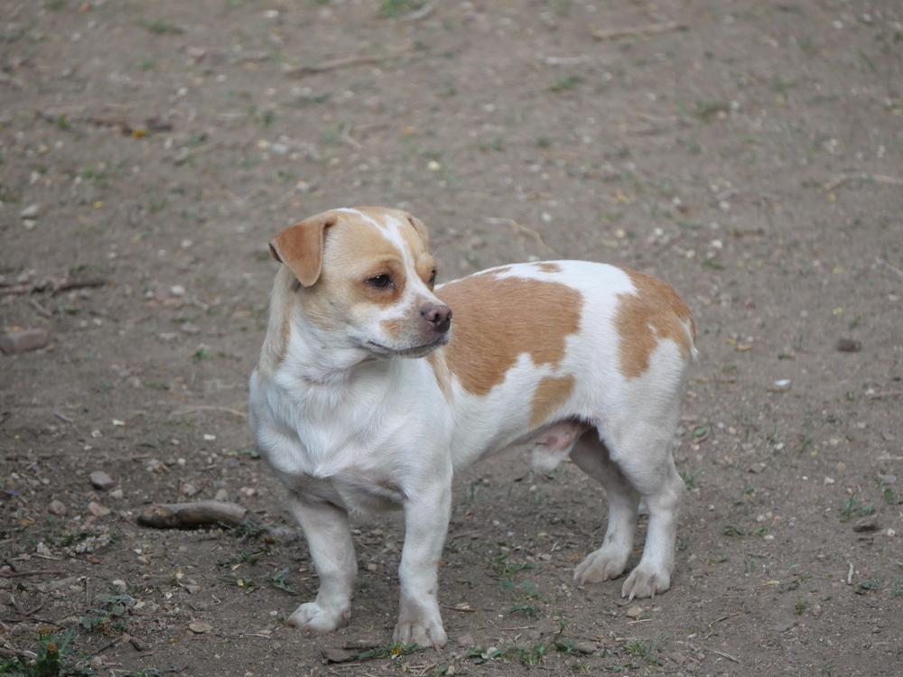 Beto, a Adoptable mixed breed in Boulder, CO image 2/6