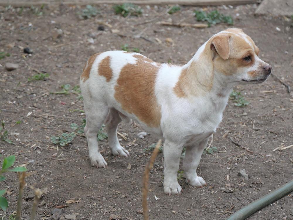Beto, a Adoptable mixed breed in Boulder, CO image 3/6