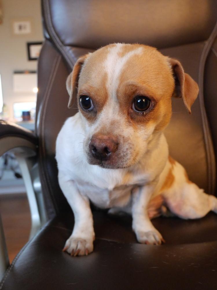 Beto, a Adoptable mixed breed in Boulder, CO image 4/6