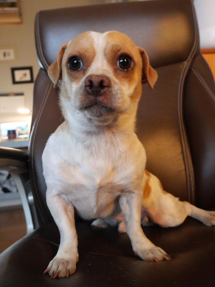 Beto, a Adoptable mixed breed in Boulder, CO image 1/6