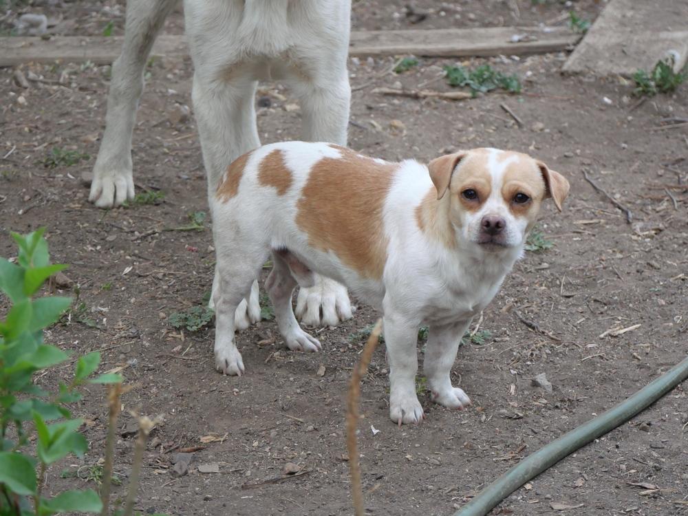 Beto, a Adoptable mixed breed in Boulder, CO image 5/6