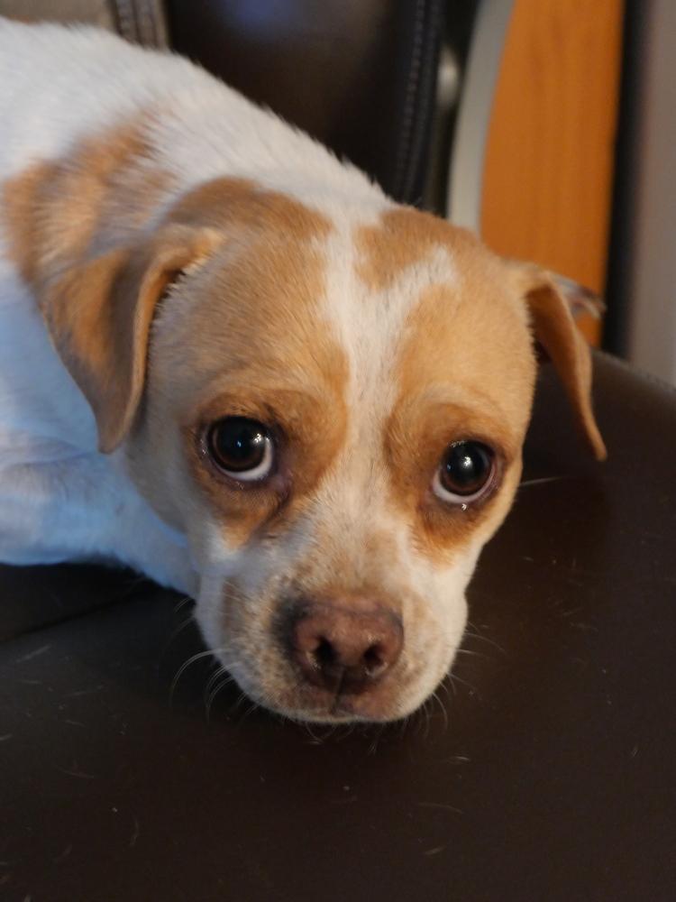 Beto, a Adoptable mixed breed in Boulder, CO image 6/6