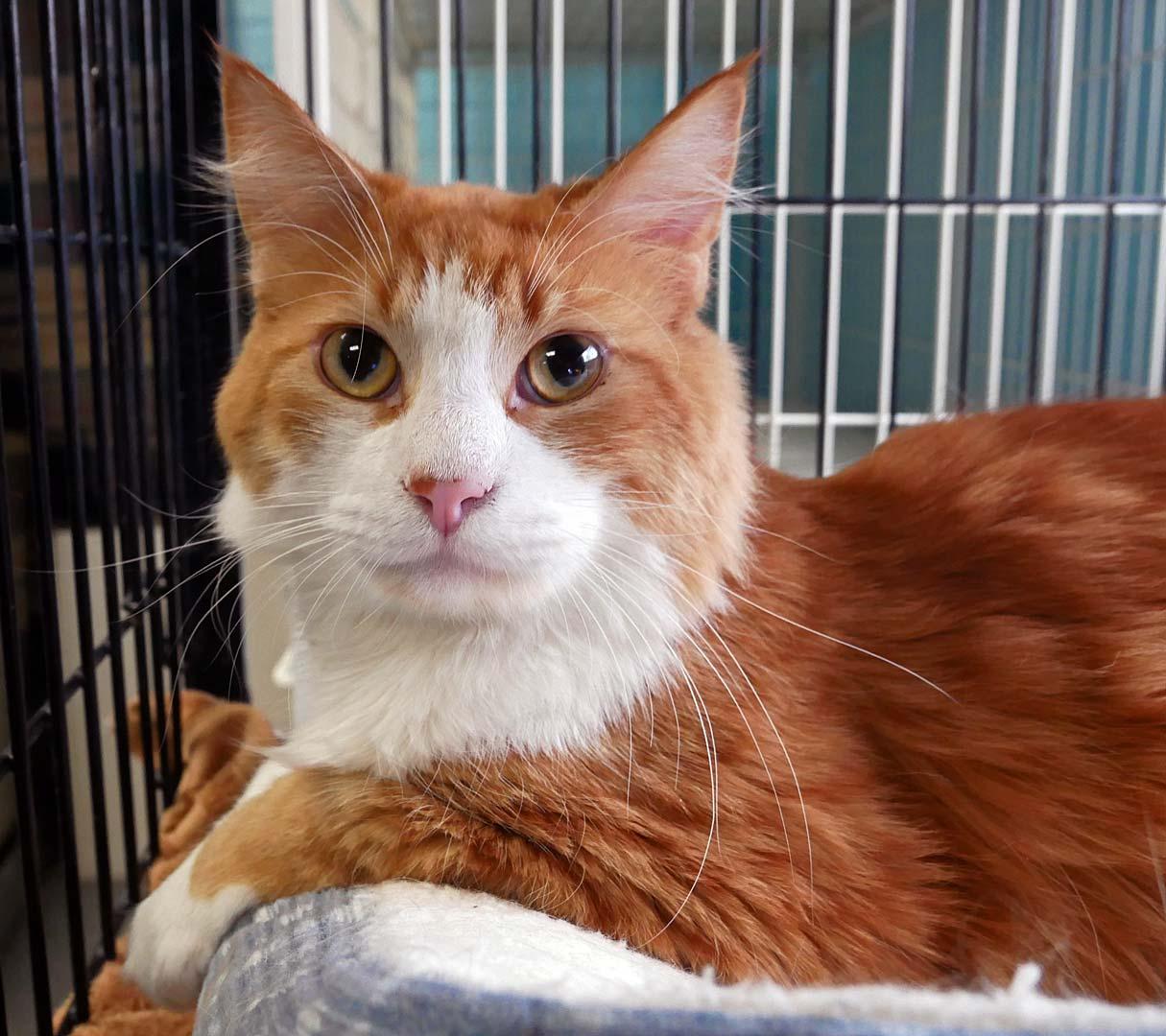 Enlarge Chester, a ADOPTABLE mixed breed in Bloomingdale, NJ image 2/4