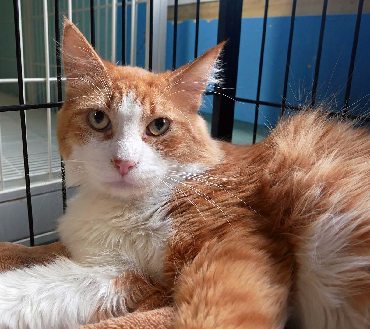 Enlarge Chester, a ADOPTABLE mixed breed in Bloomingdale, NJ image 3/4