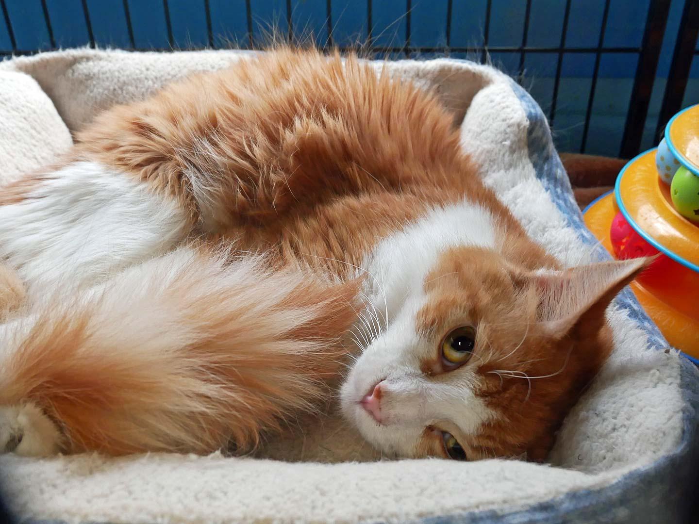 Enlarge Chester, a ADOPTABLE mixed breed in Bloomingdale, NJ image 4/4