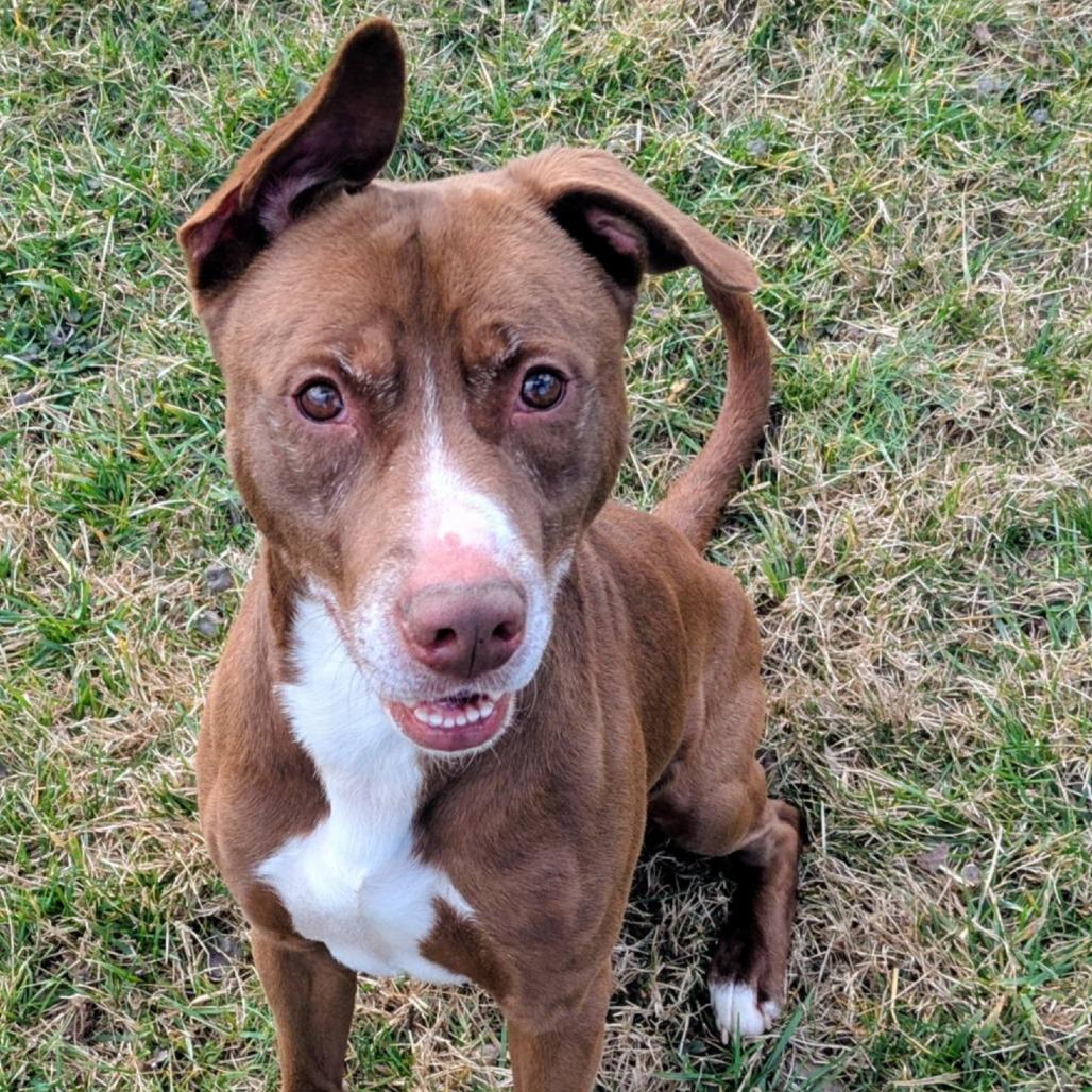 Enlarge Brady, a Adoptable Mixed Breed in Jeffersonville, IN image 1/6