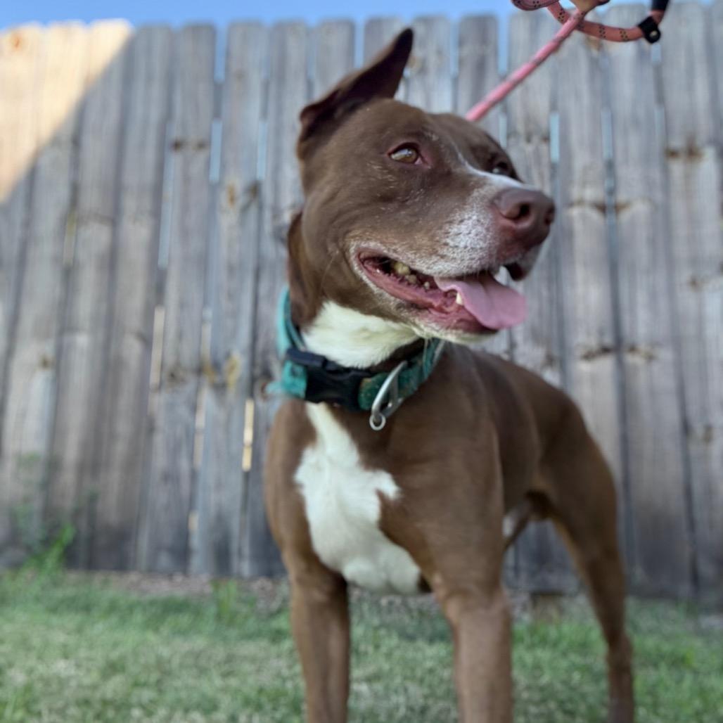 Brady, Adoptable, Adult Male Mixed Breed.