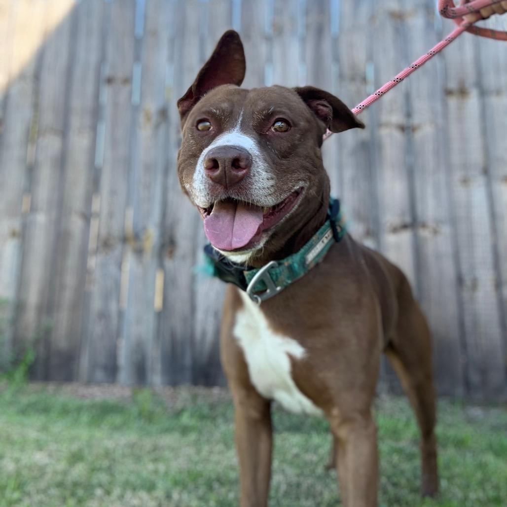 Enlarge Brady, a Adoptable Mixed Breed in Jeffersonville, IN image 2/3