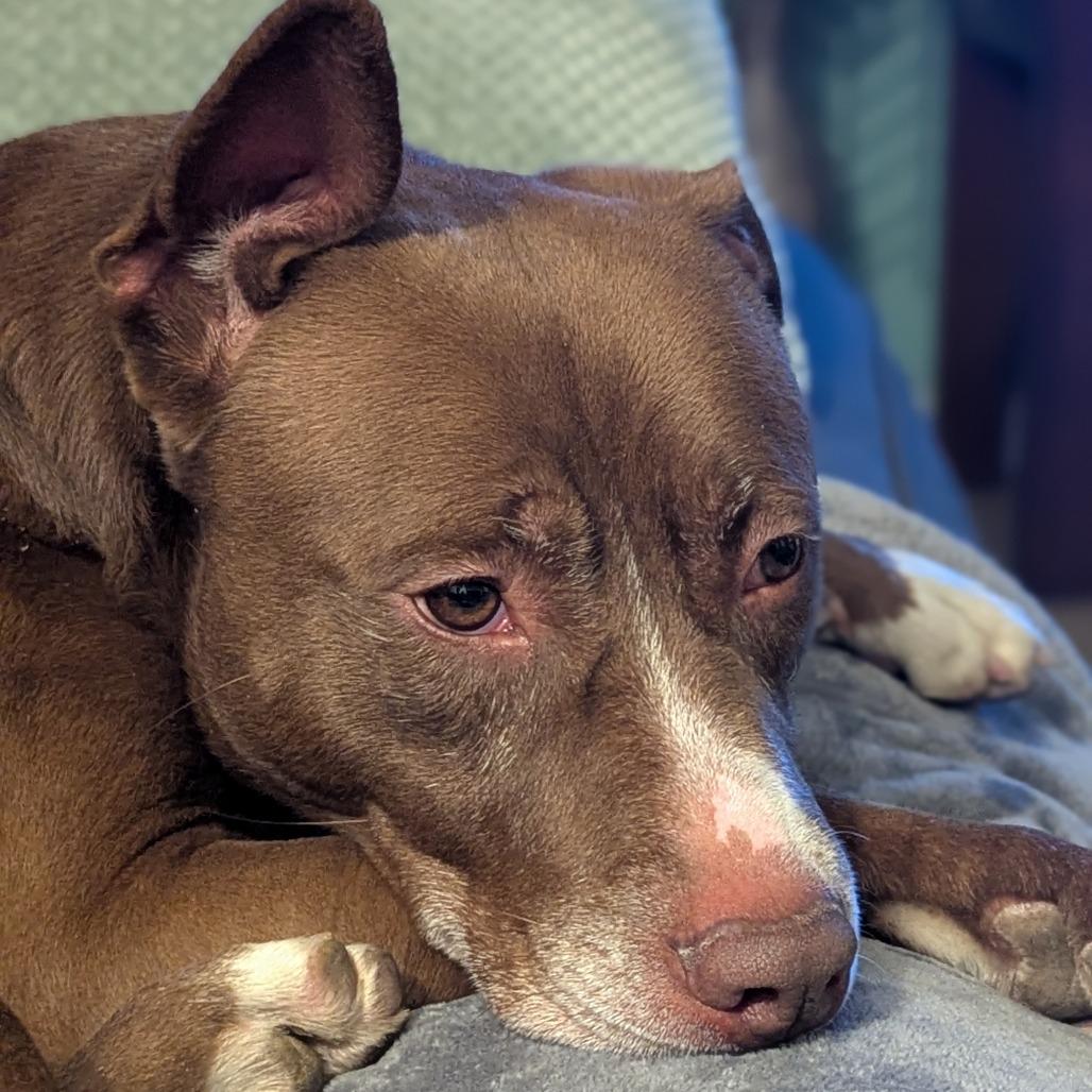 Enlarge Brady, a Adoptable Mixed Breed in Jeffersonville, IN image 4/6