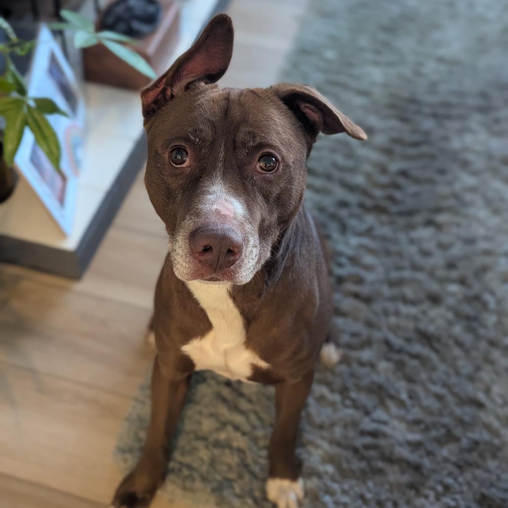 Enlarge Brady, a Adoptable Mixed Breed in Jeffersonville, IN image 5/6