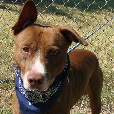 Enlarge Brady, a Adoptable Mixed Breed in Jeffersonville, IN image 3/3