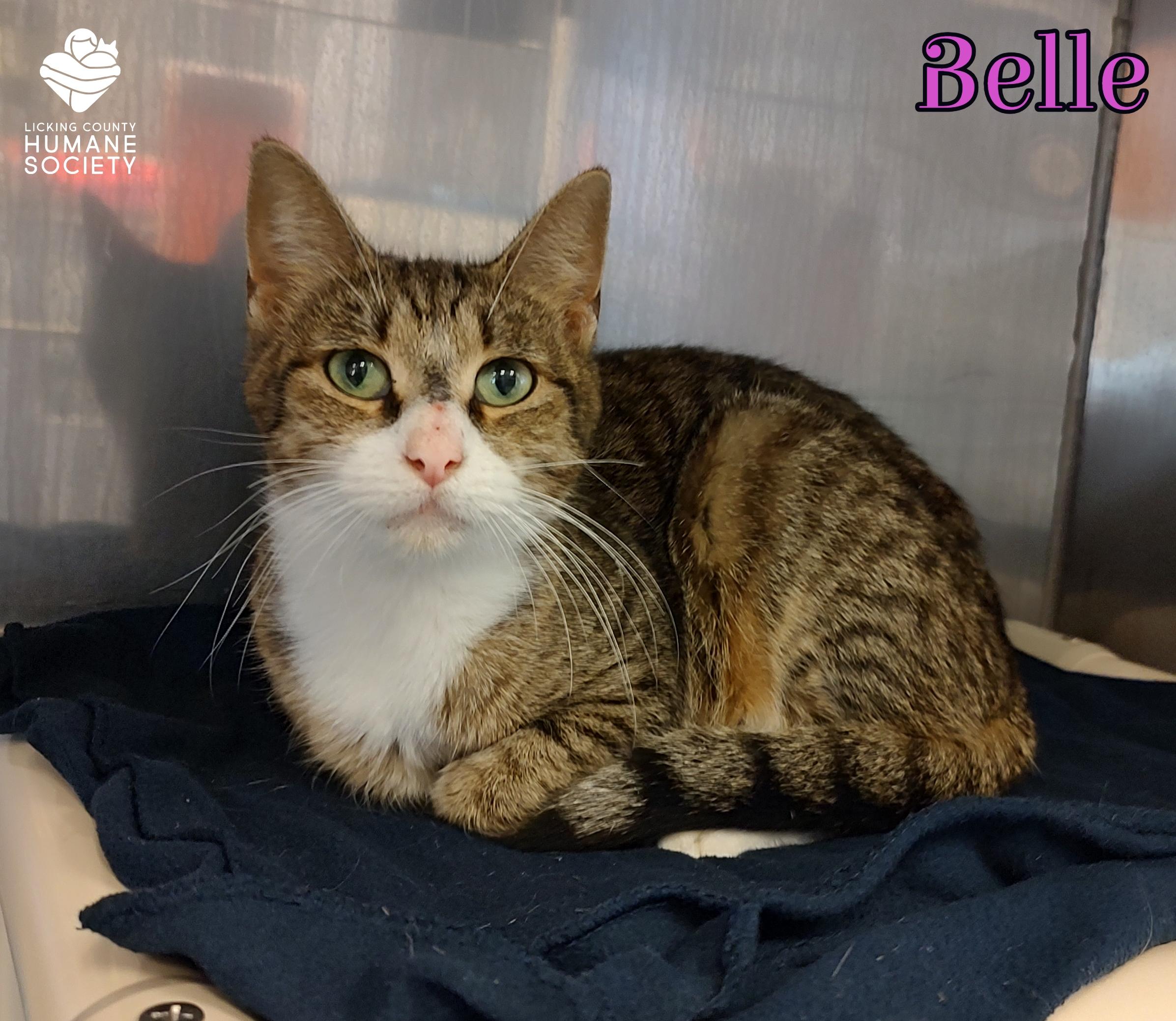 Enlarge Belle, a ADOPTABLE Domestic Short Hair in Heath, OH image 1/1