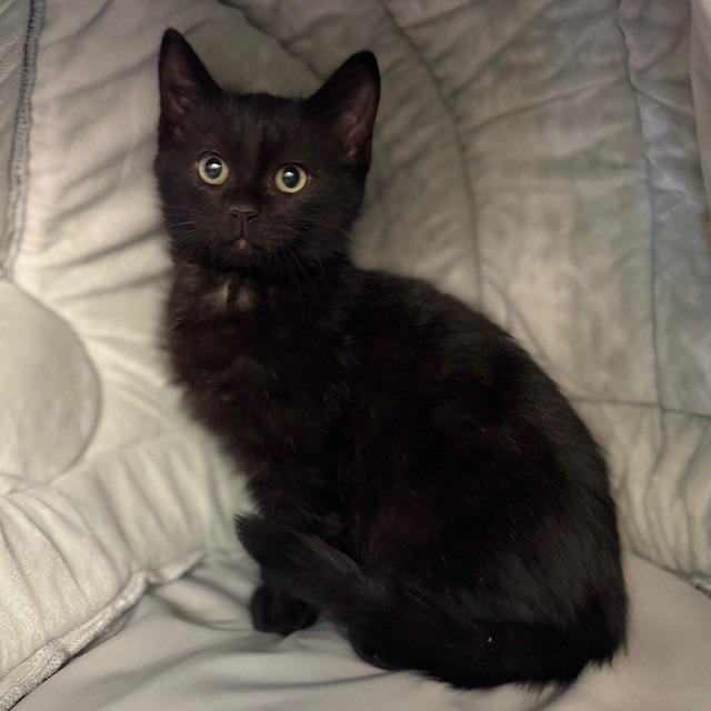 Enlarge Perkins, a Adoptable mixed breed in Bullhead City, AZ image 1/1