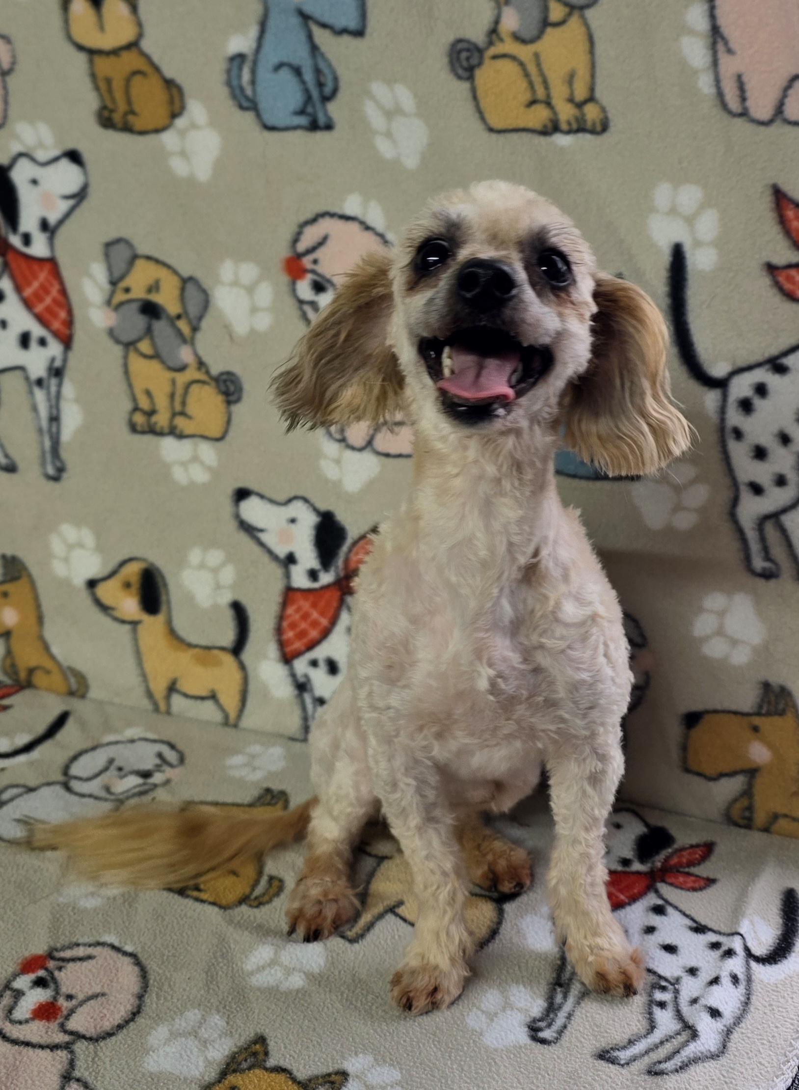 Cobb, a ADOPTABLE mixed breed in Dallas, GA image 2/5
