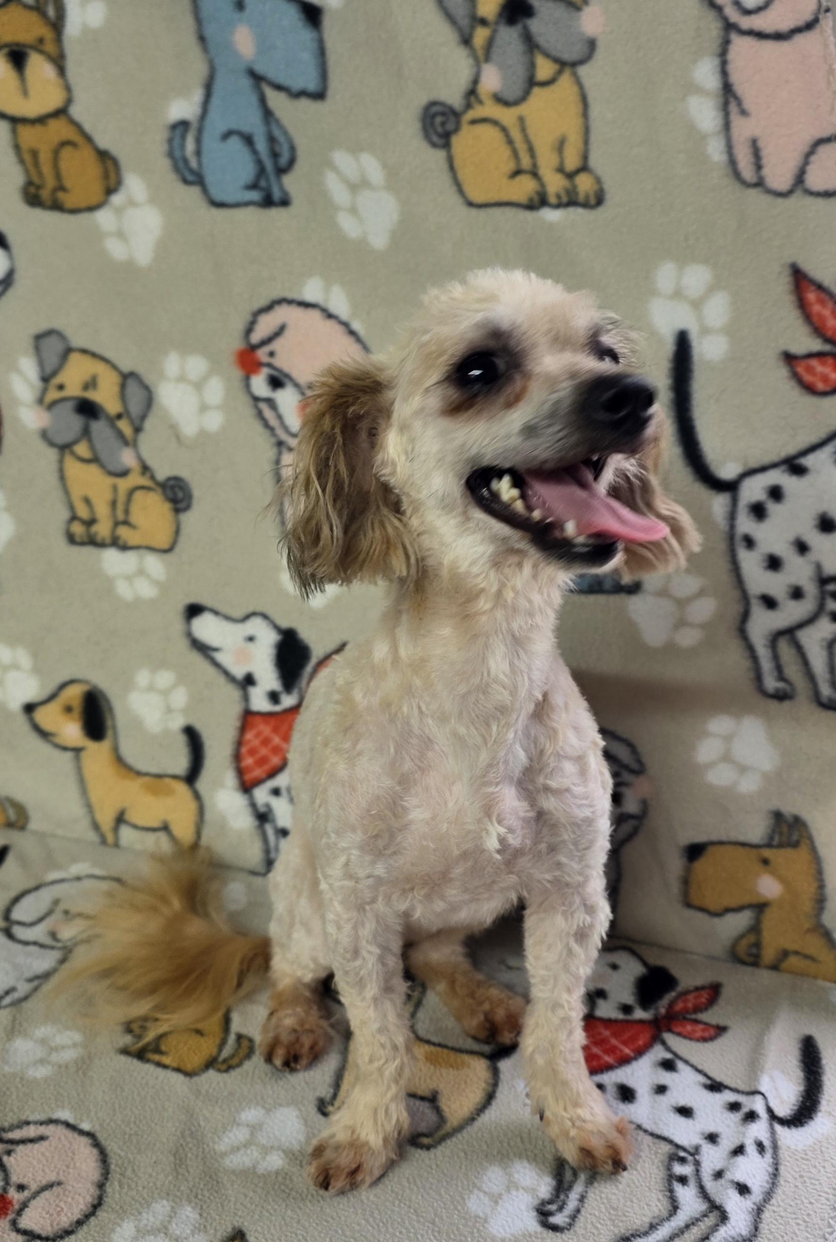 Cobb, a ADOPTABLE mixed breed in Dallas, GA image 4/5