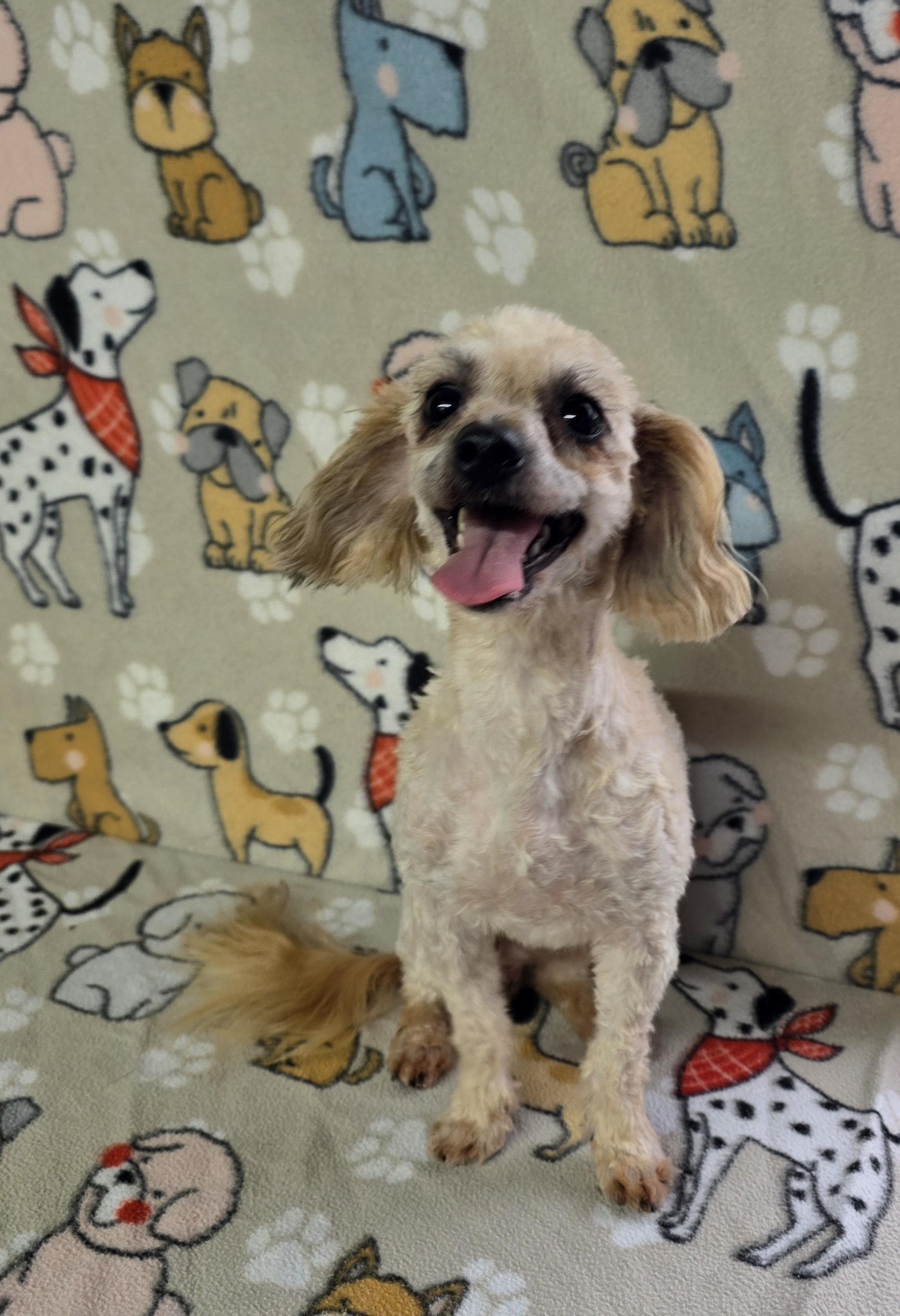 Enlarge Cobb, a ADOPTABLE mixed breed in Dallas, GA image 1/1