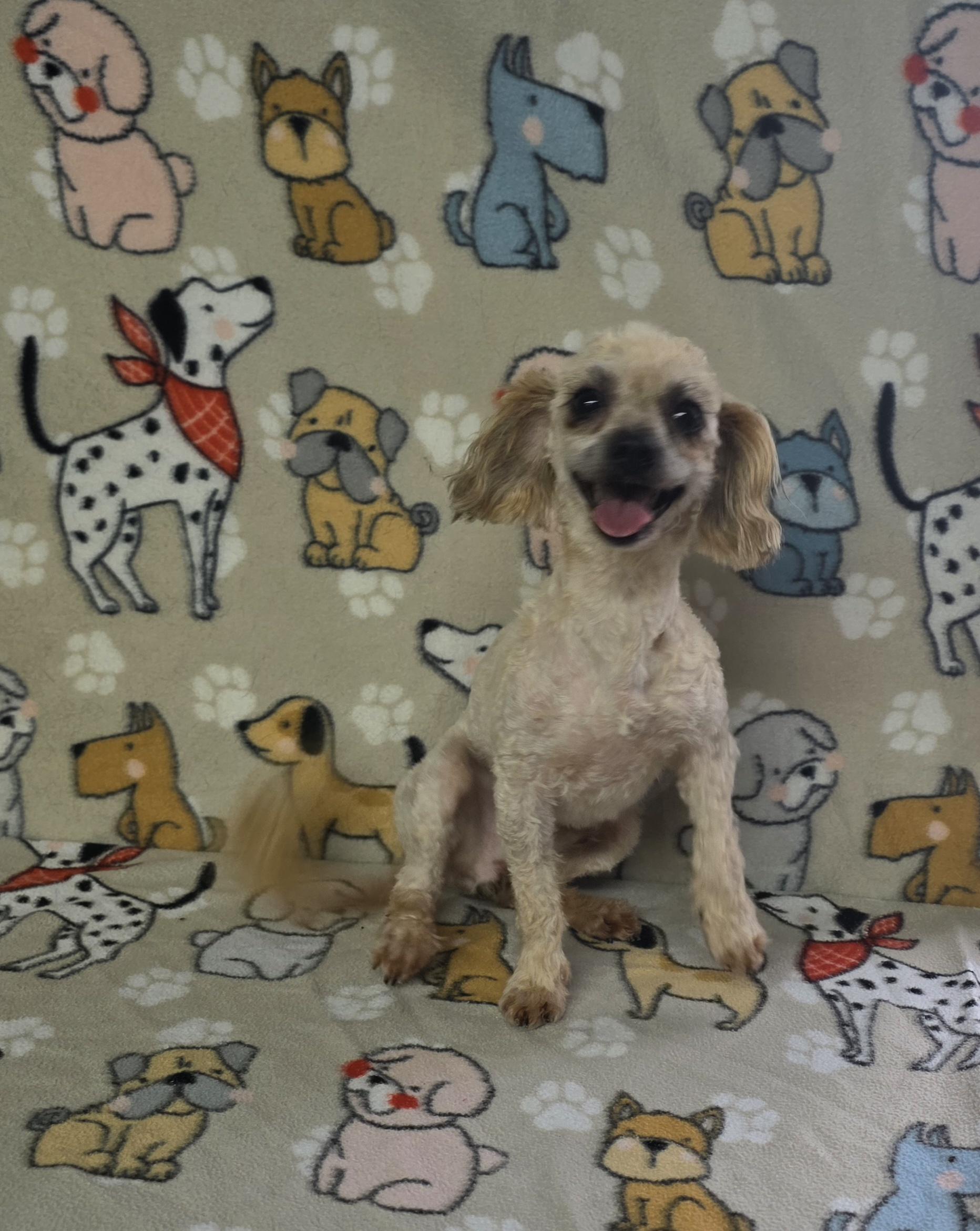 Cobb, a ADOPTABLE mixed breed in Dallas, GA image 3/5