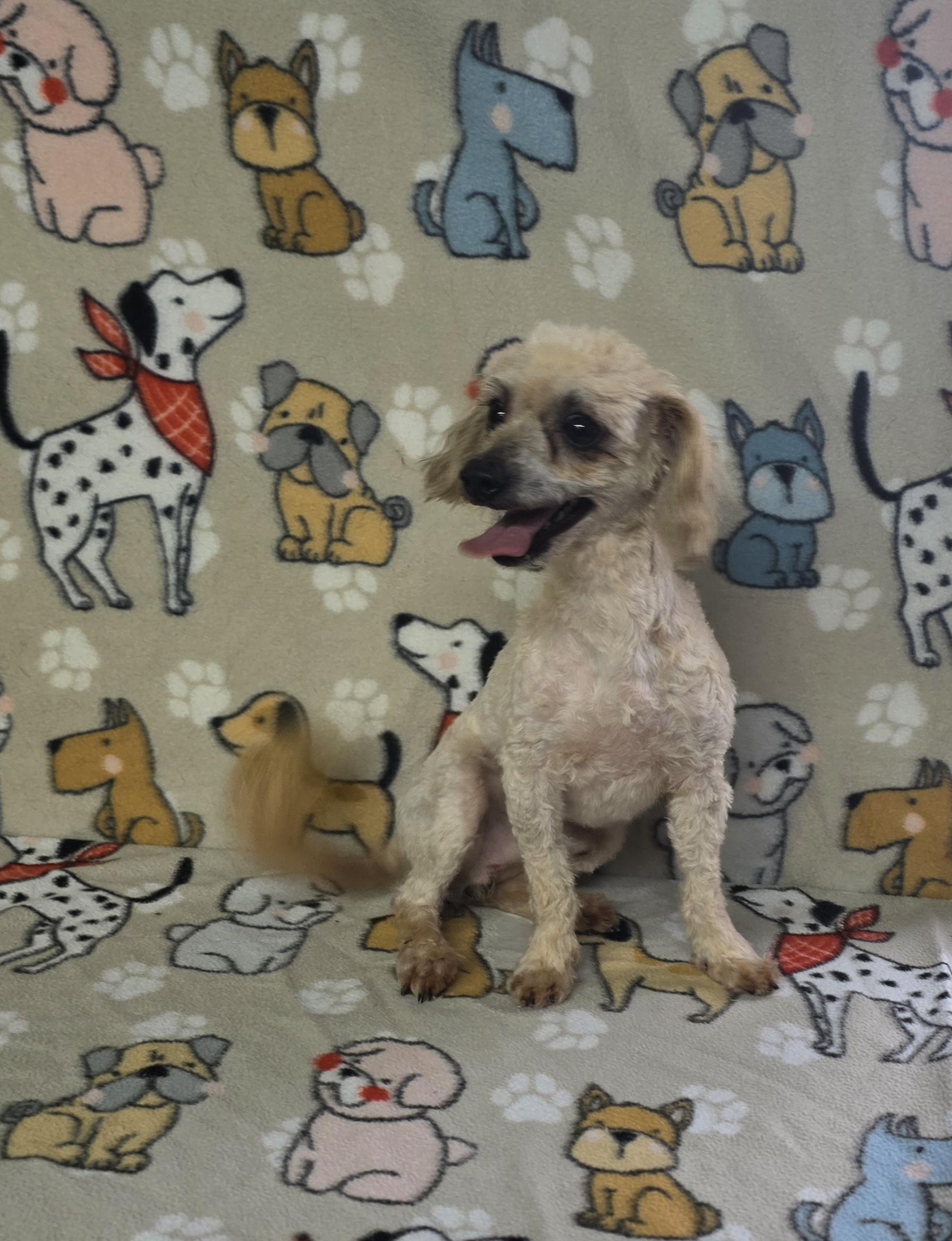 Cobb, a ADOPTABLE mixed breed in Dallas, GA image 5/5