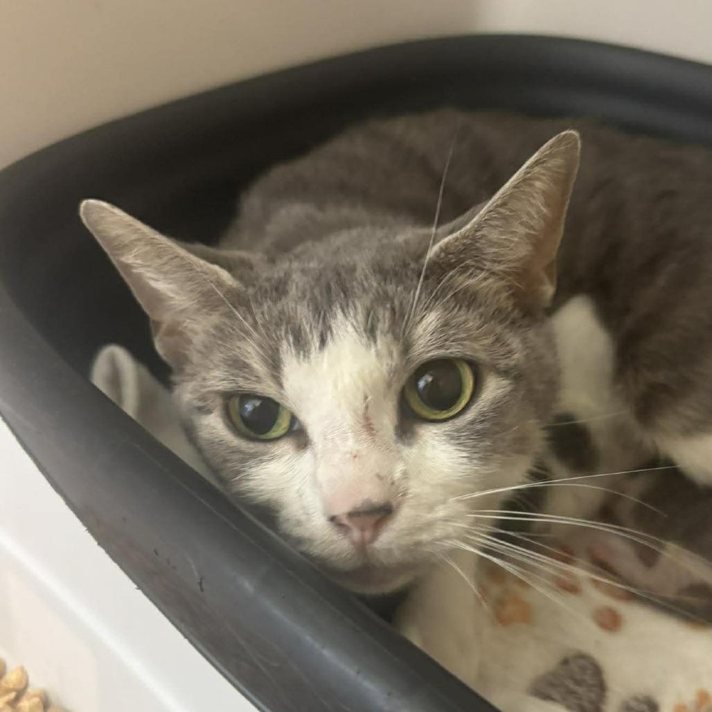 Jade, Adoptable, Young Female Domestic Short Hair.