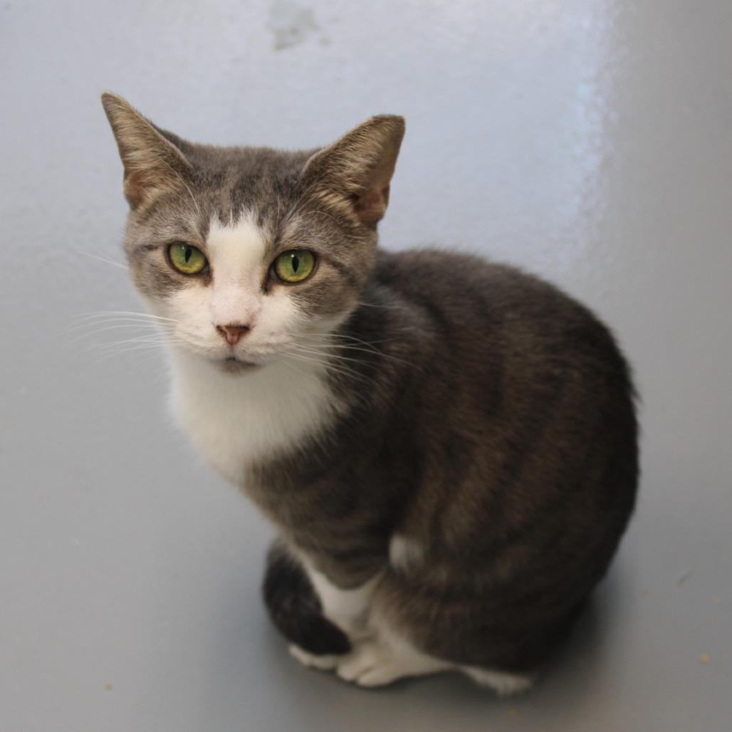 Enlarge Jade, a Adoptable Domestic Short Hair in Rocky Mount, VA image 2/2