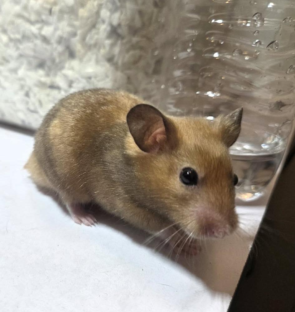 Cleo (Courtesy Listing), Adoptable, Baby Male Hamster.