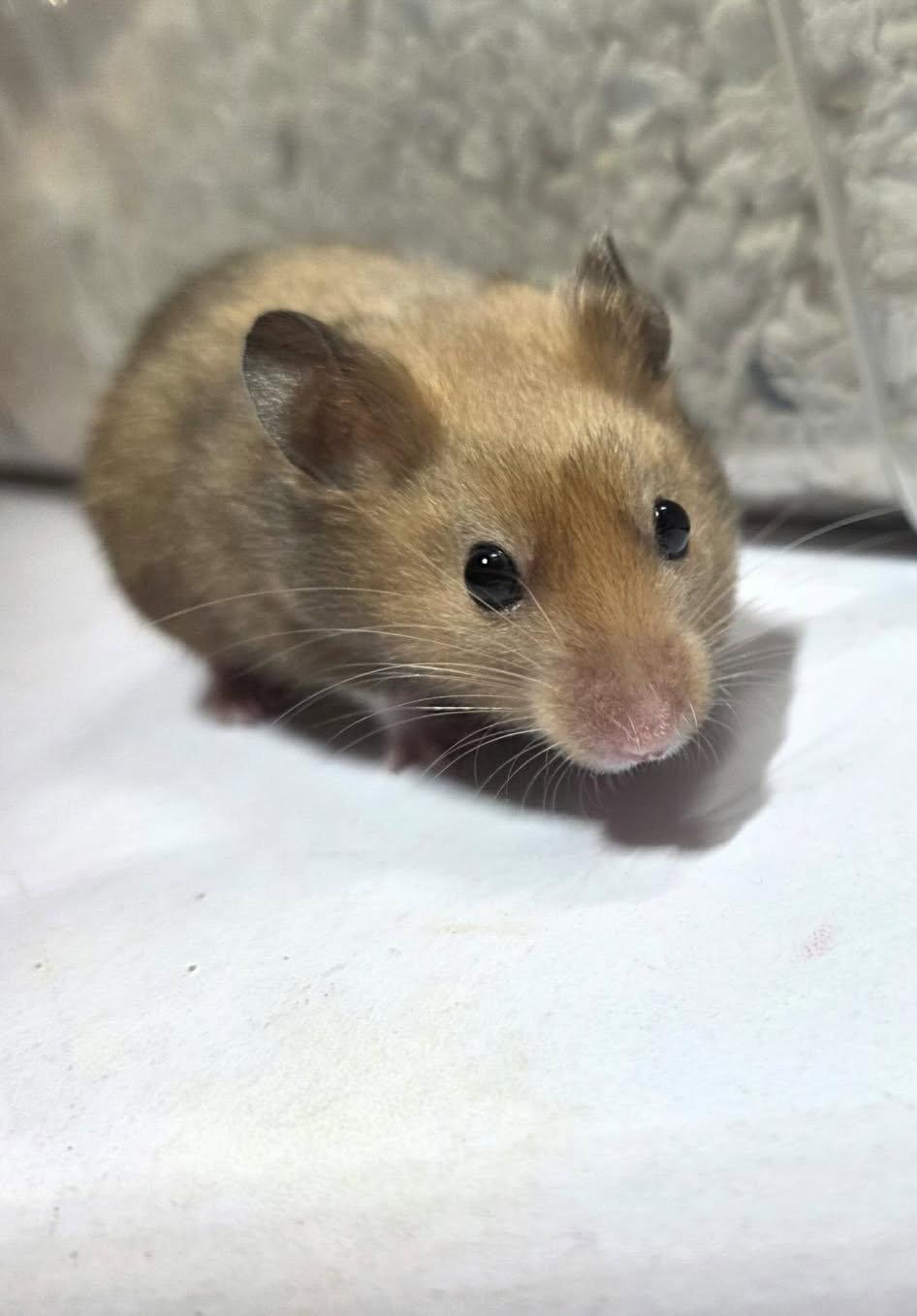 Cleo (Courtesy Listing), a Adoptable Hamster in Baton Rouge, LA image 2/3
